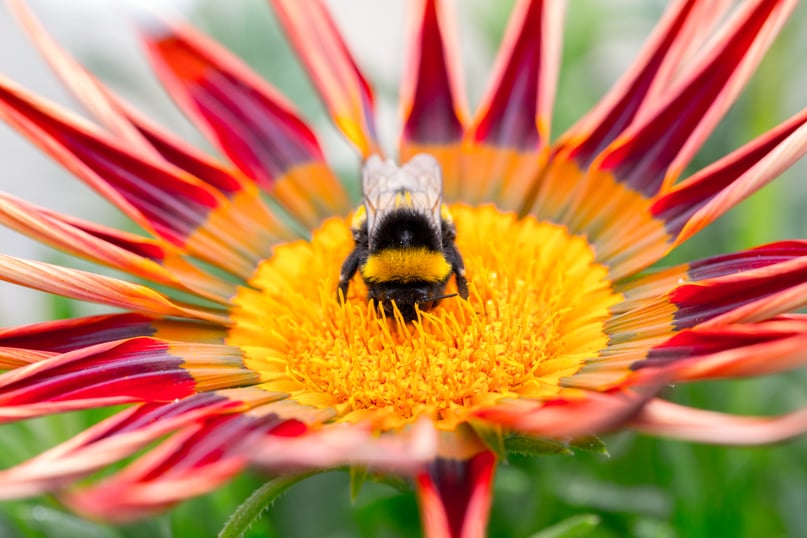 Bombus terrestris_Pollination_Koppert BIological Systems-14